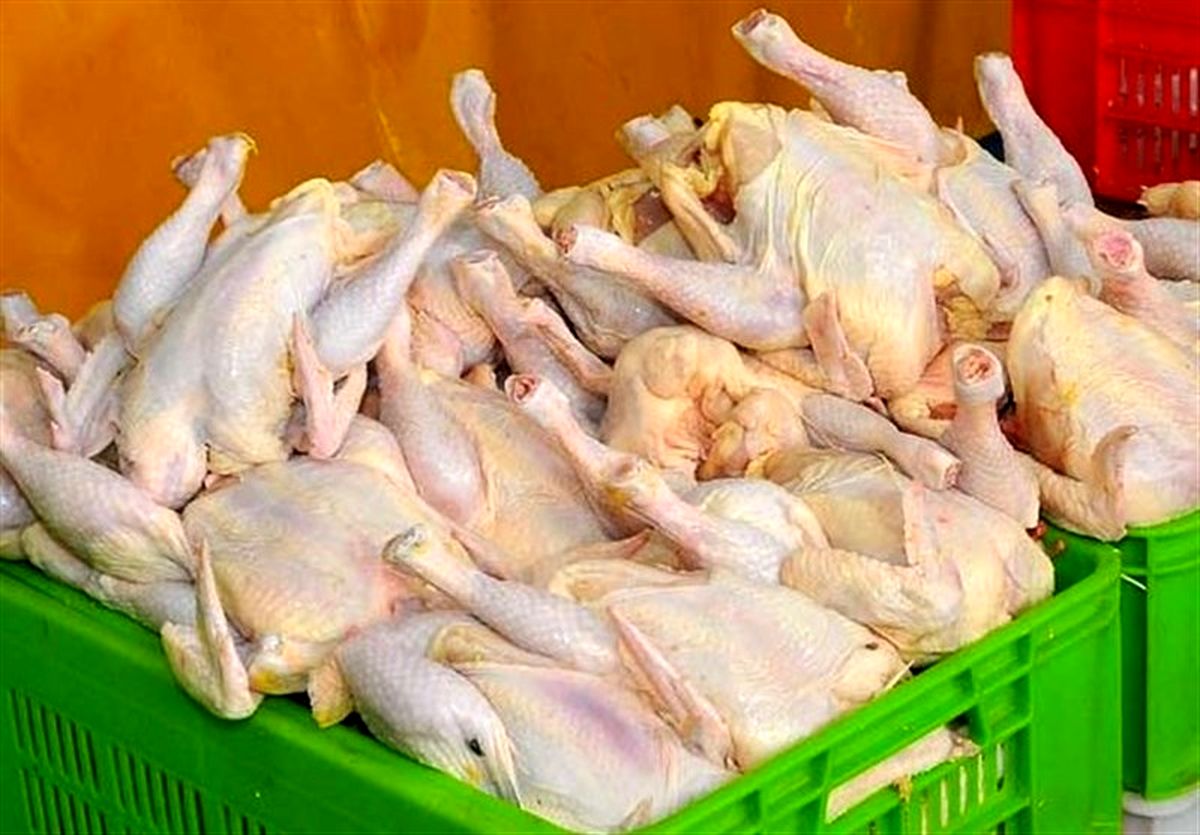 بلبشو در بازار مرغ/ وجود فساد در زنجیره تامین نهاده / «قرارگاه مرغ» راه به جایی نبرد