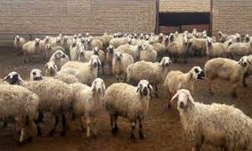 دولت گوساله و گوسفند زنده را کیلویی چند می‌خرد؟