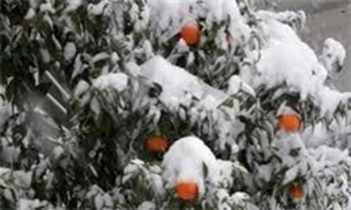 تنظیم بازار شب عید با ذخیره‌سازی مرکبات