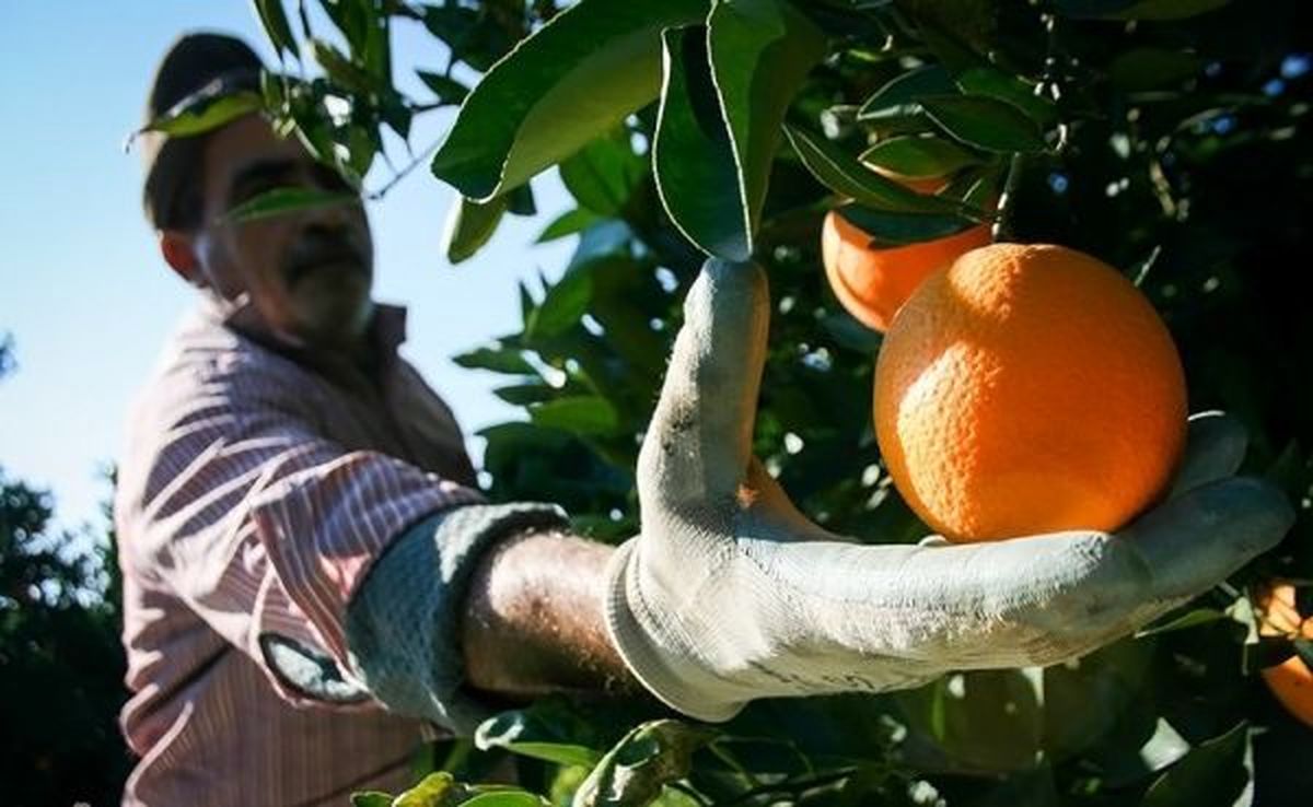 انگ رنگ بر مرکبات مازندران؛ واقعیت یا هیاهو؟!