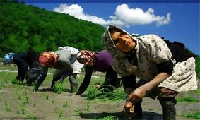 پیامبر دست کشاورز را بوسه می‌زد/سبوس ارزانی خودتان