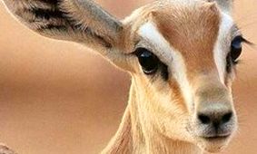 کانال آبرسانی که قتلگاه آهوان شده است