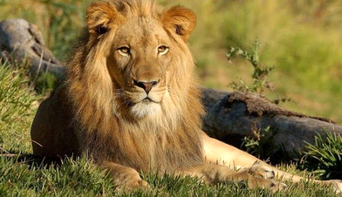 شیرهای گرسنه شکارچی غیرقانونی را خوردند
