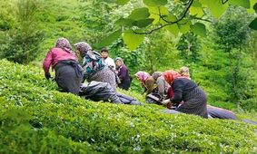 ۹۰ درصد مطالبات چای‌کاران پرداخت شد