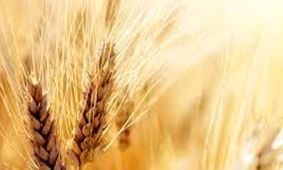 قیمت واقعی گندم اعلام شد
