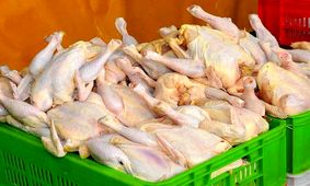 عبور قیمت مرغ از 110 هزار تومان/ خبری از قرارگاه مرغ رئیسی نیست