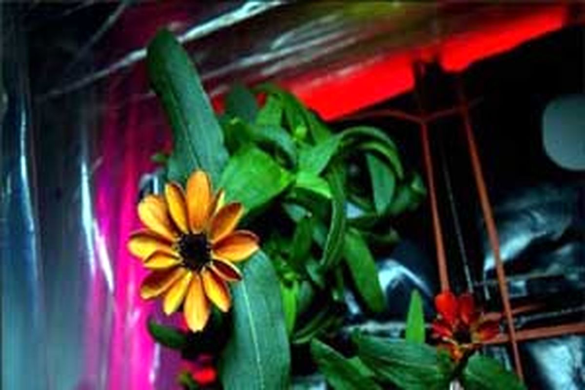 نخستین گلی که در فضا رشد کرده است