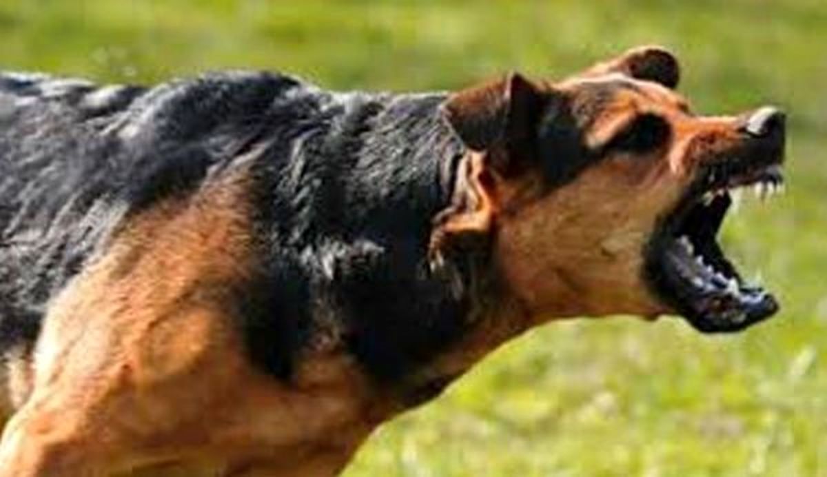 بعداز گازگرفتگی حیوانات چه کنیم که هاری نگیریم؟