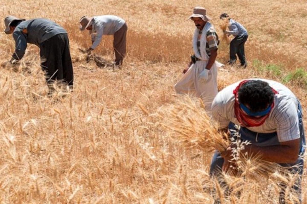 ۸۰ درصد مطالبات گندمکاران پرداخت شد
