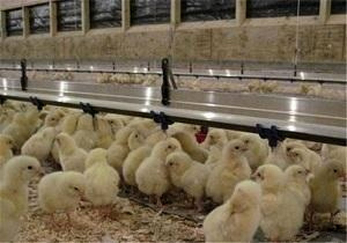 صادرات یک میلیون جوجه یکروزه از اردبیل به کشورهای همسایه