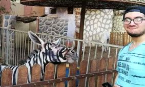 جا زدن الاغ به جای گورخر +عکس