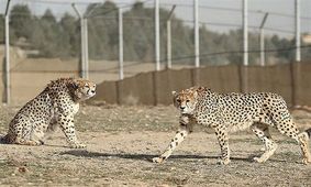 تنها یوزپلنگ نر ایرانی دنیا در اسارت