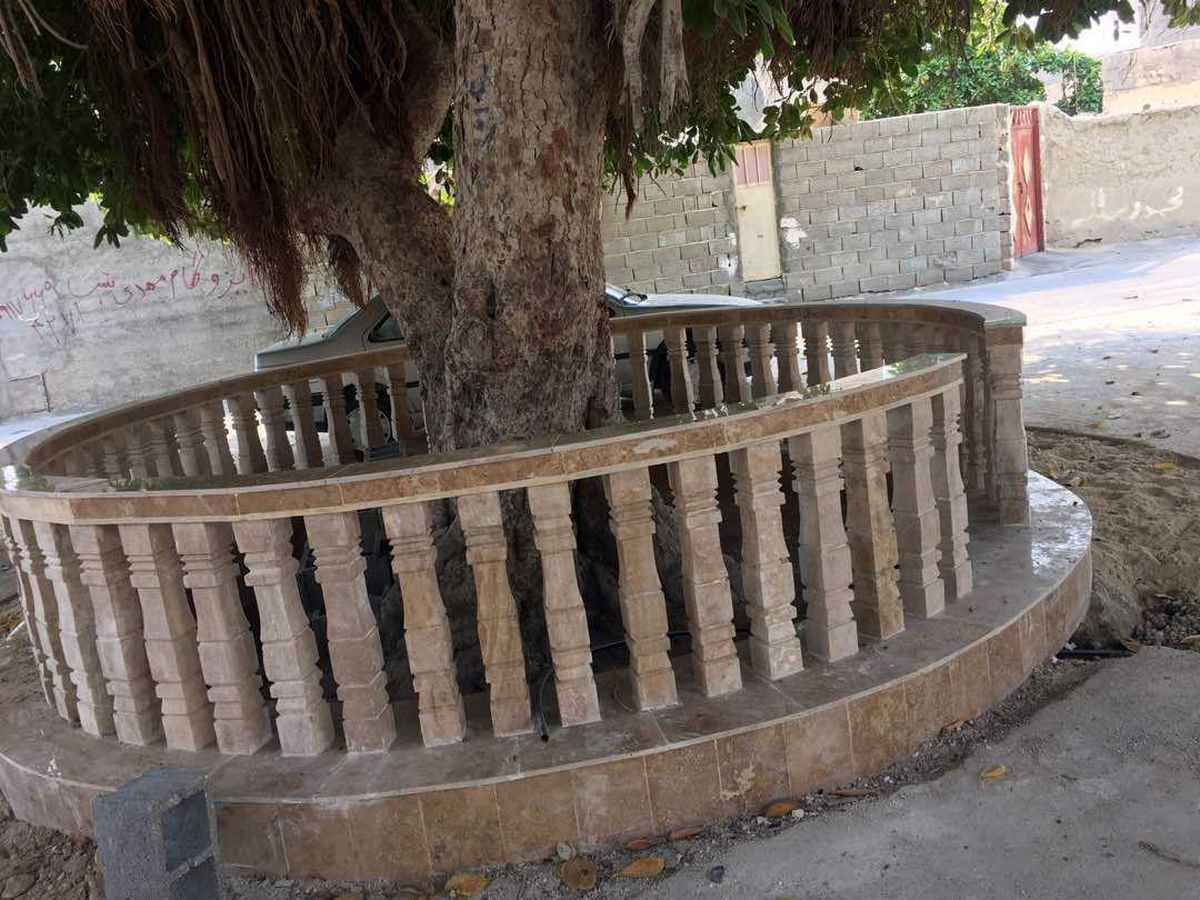 اقدام جالب شهرداری عسلویه برای نگهداری از درخت ۱۵۰ ساله