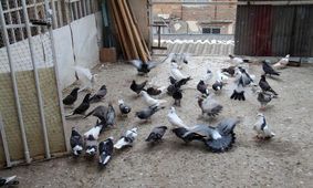 مرگ پسر ۱۴ ساله در حین کفتربازی!