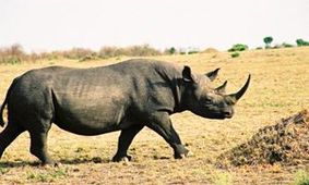 حمله کرگدن به خودروی گردشگران