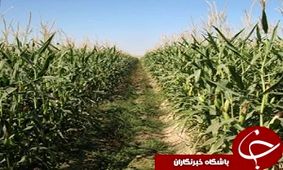 توزیع کود شیمیایی بین کشاورزان در رامهرمز