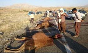 برخورد پراید با شتر چهار عضو خانواده گنبدی را زمینگیر کرد