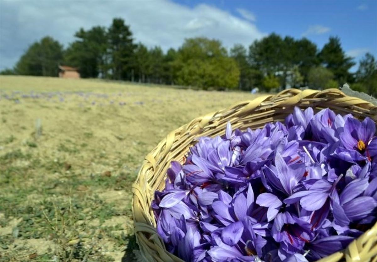 ۱۵ درصد زعفران کشور در خراسان جنوبی تولید می‌شود
