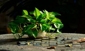 پنج گیاه آپارتمانی برای مقابله با آلودگی هوا
