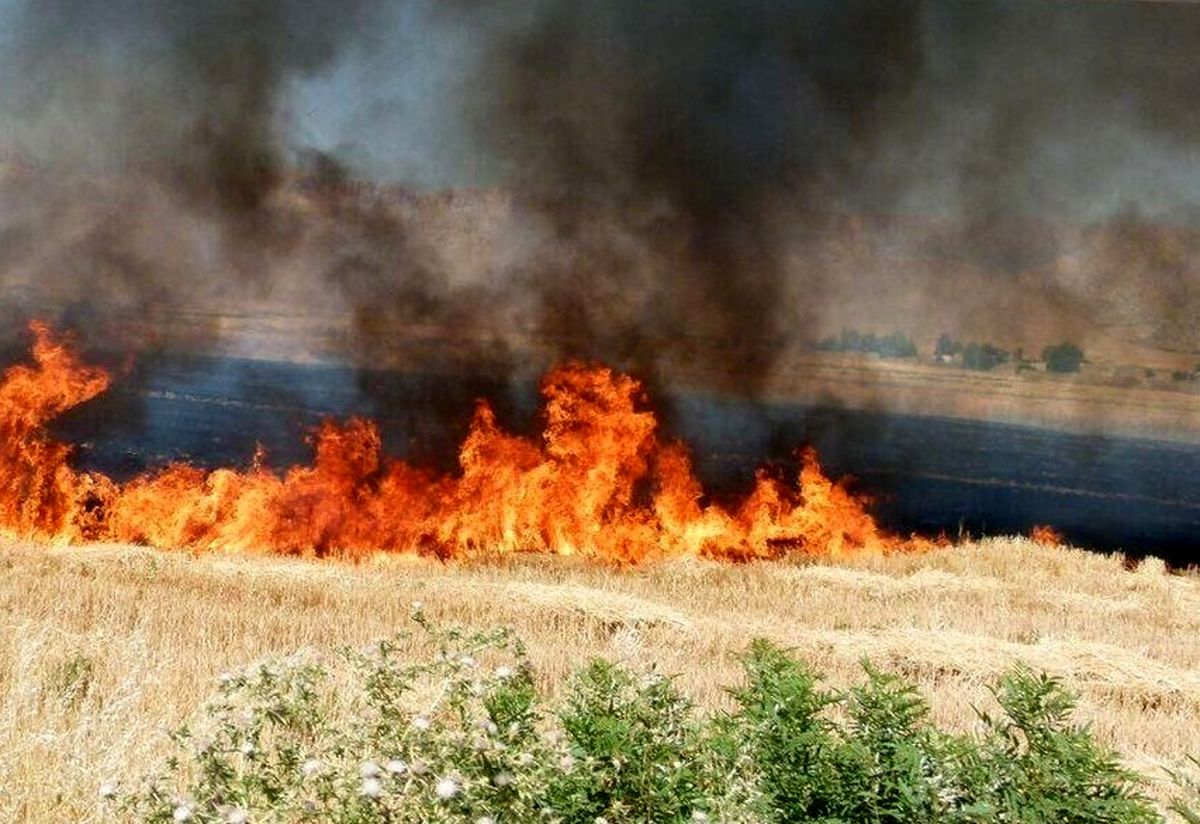 آتش سوزی گندمزارهای سلطانیه مهار شد

