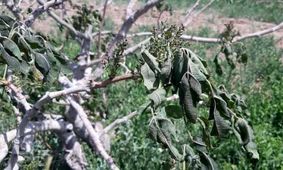 احتمال سرمازدگی باغات در غرب کشور