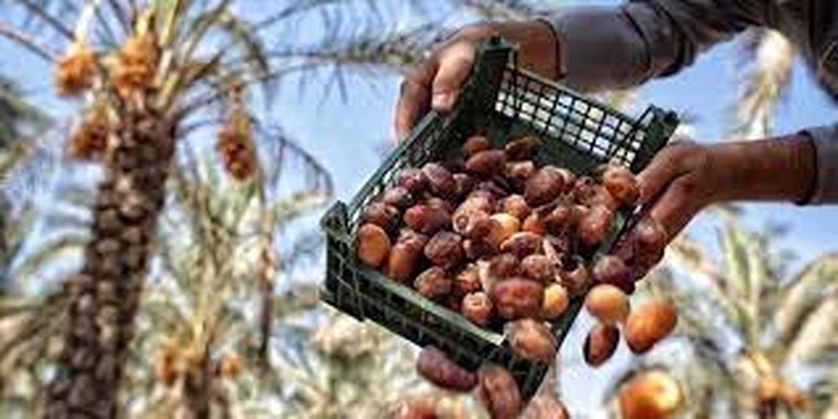 پاکستان بازار خرما را از ایران گرفت!