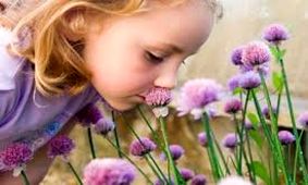 بوها چه تاثیری بر نحوه رفتار موجودات زنده دارند؟