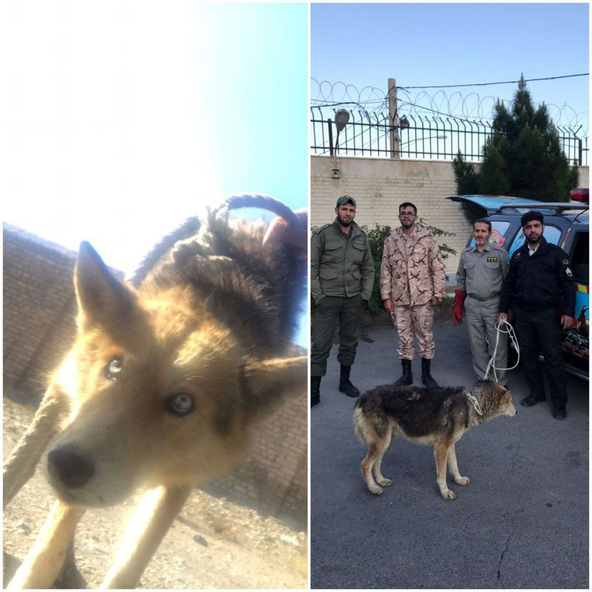 عکس/زنده گیری گرگ جعفرآباد