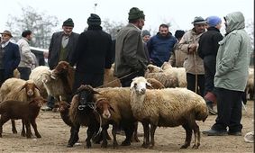 قیمت دام زنده سبک در برخی استان ها