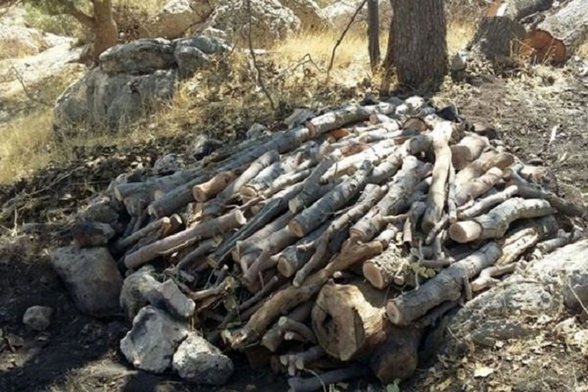 قطع درختان حاشیه جاده و رودخانه چالوس