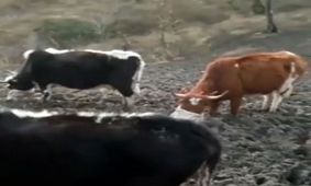 زندگی روستایی در دیوا بندپی غربی بابل/فیلم