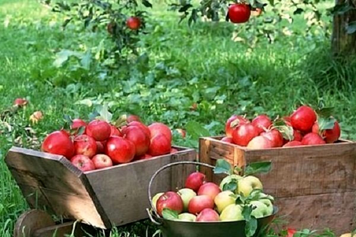 قیمت پرتقال شب عید ۳۱۰۰ تومان اعلام شد/نرخ سیب هنوز مشخص نیست