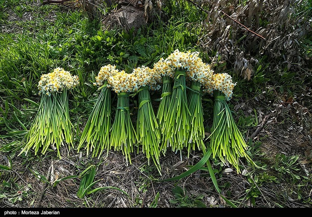۳۰۰ میلیون شاخه گل نرگس از نرگس‌زارهای فارس برداشت می‌‌شود