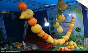 جشنوار برداشت مرکبات در دزفول به روایت تصویر