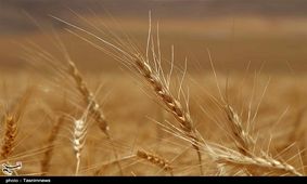 نامه نمایندگان مجلس به روحانی درباره گندم