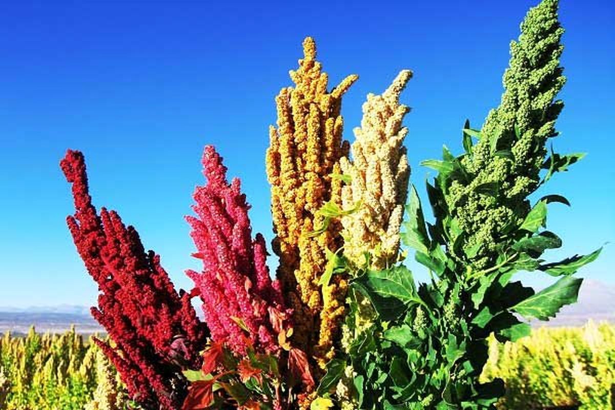 کینوا؛ گیاهی مغذی اما ناشناخته