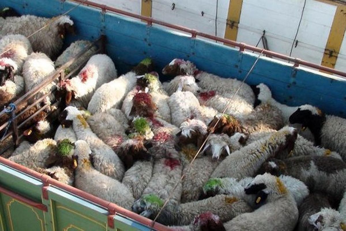 کشف ۳۸ رأس دام قاچاق در ملایر