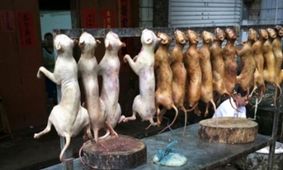 سوسیس‌و‌کالباس با گوشت خوک!!!