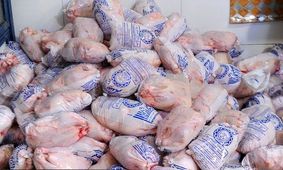 کشف ۱۰۰۰ کیلوگرم مرغ سهمیه تنظیم بازار در استان قم