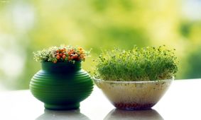 آموزش کاشت سبزه تخم کدو برای نوروز 96