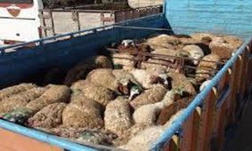 کشف ۲۳۰ راس دام قاچاق در ممسنی