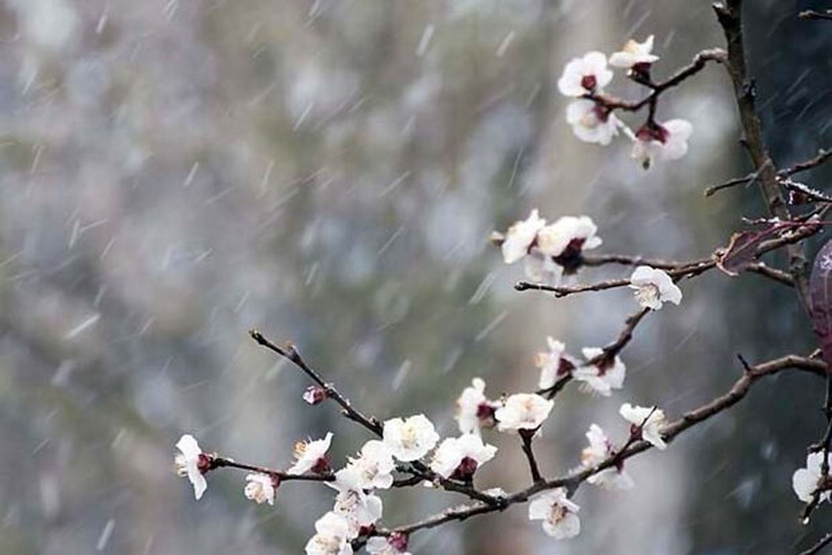 سرمای شدید در زنجان محصولات کشاورزی را تهدید می کند