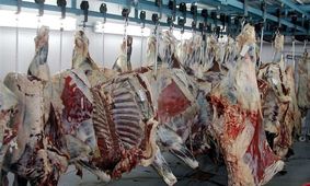 واردات گوشت تاثیری در کاهش قیمت ندارد