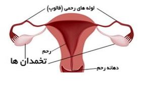 5واقعیت درباره تخمدان ها