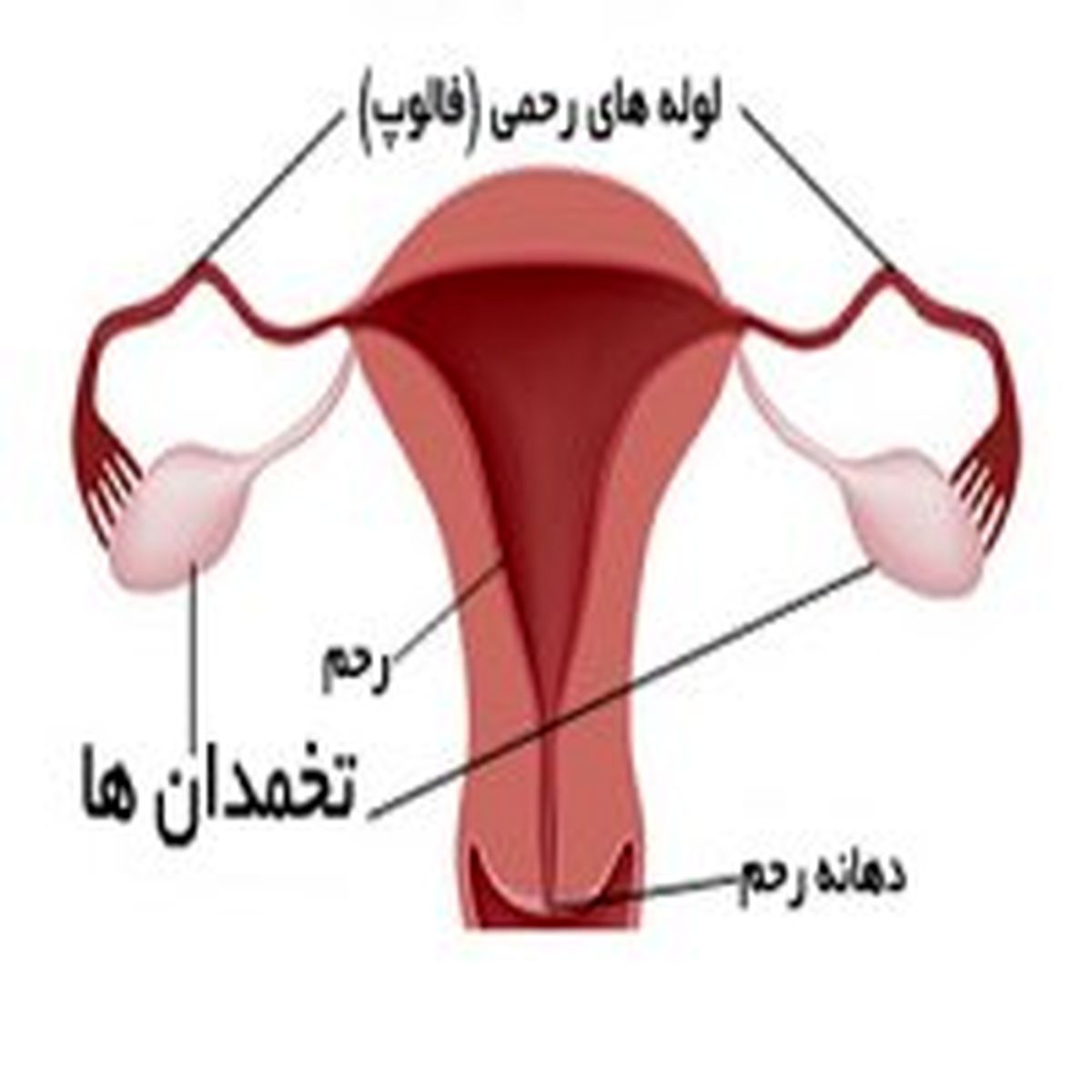 5واقعیت درباره تخمدان ها