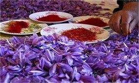 سقوط آزاد قیمت زعفران ایرانی/ ماجرا چیست؟