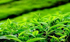 چای سبزی مانعی برای جذب مواد مغذی