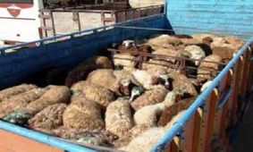 کشف ۳۵ رأس دام قاچاق در منوجان