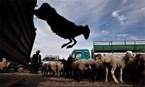 کشف ۲۱ راس احشام قاچاق در ارزوئیه