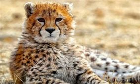 عکس «پیروز» جهانی شد/ تصاویر منتخب حیات‌وحش جهان


